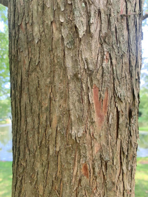 American Bald Cypress Bark